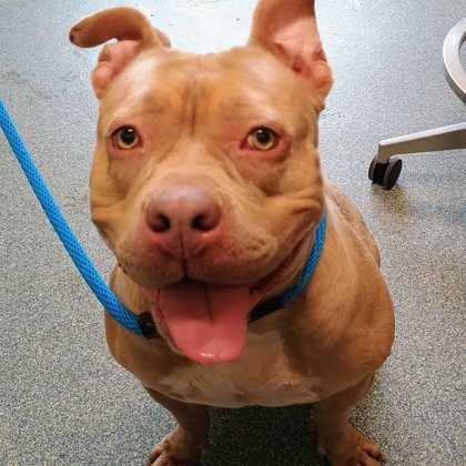 JESSICA - Mixed Breed, Large (over 44 lbs fully grown) / Mix available for adoption