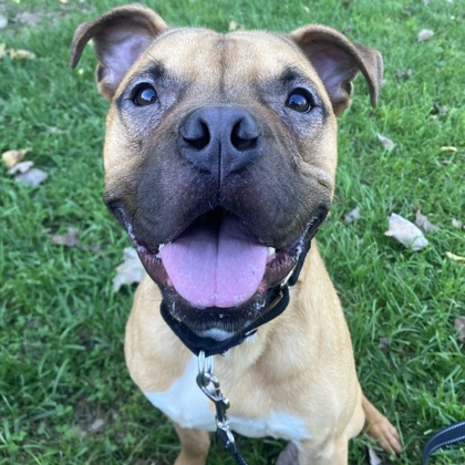 CLETUS - Mixed Breed, Medium (up to 44 lbs fully grown) / Mix for adoption in Albany