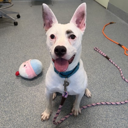 MITCHEL - Mixed Breed, Medium (up to 44 lbs fully grown) / Mix available for adoption