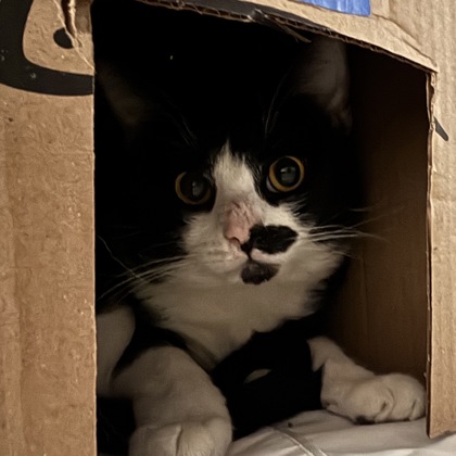 BOM BOM - Domestic Shorthair / Mix available for adoption