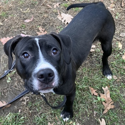 MS. PINK - Mixed Breed, Medium (up to 44 lbs fully grown) / Mix available for adoption