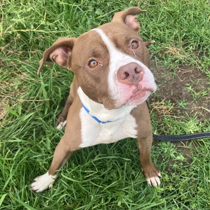 DRACO - Mixed Breed, Medium (up to 44 lbs fully grown) / Mix for adoption in Albany