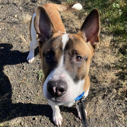 NOLAN - Mixed Breed, Large (over 44 lbs fully grown) / Mix available for adoption