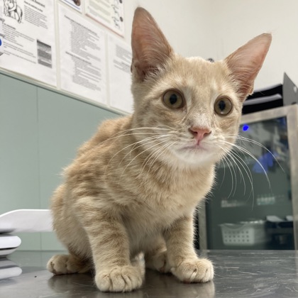 BLITZ - Domestic Shorthair / Mix available for adoption