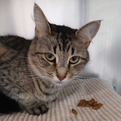 MYSTIQUE - Domestic Medium Hair / Mix available for adoption