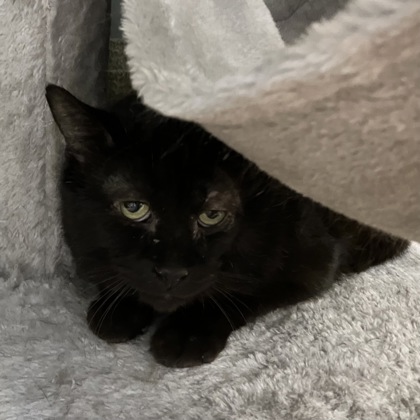 BOB - Domestic Shorthair / Mix available for adoption