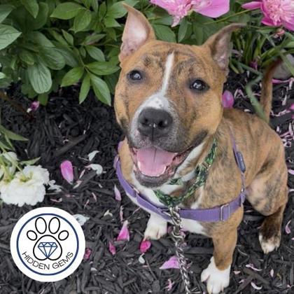 SHAMROCK - Mixed Breed, Large (over 44 lbs fully grown) / Mix available for adoption