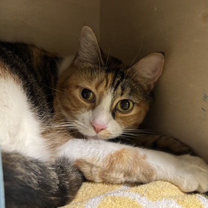 CLEMENTINE - Domestic Shorthair / Mix available for adoption
