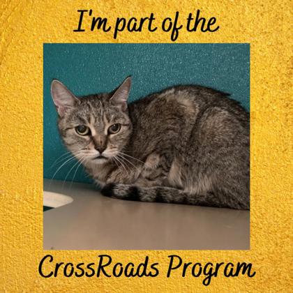 BIRDO - Domestic Shorthair / Mix available for adoption