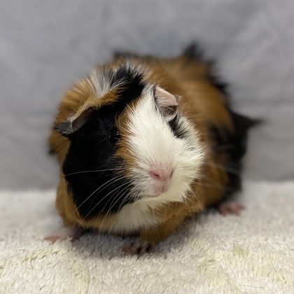 PENELOPE - Guinea Pig / Guinea Pig available for adoption