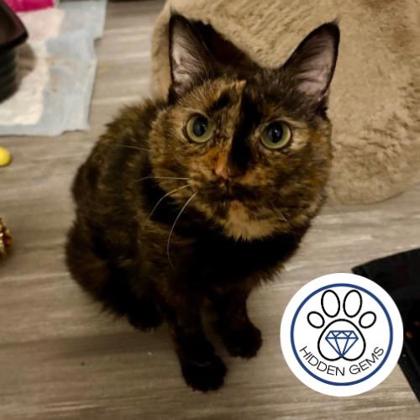 LOLA - Domestic Shorthair / Mix for adoption in Albany
