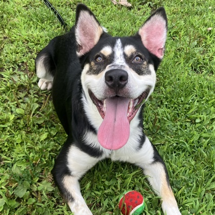 SIKU - Mixed Breed, Large (over 44 lbs fully grown) / Mix available for adoption