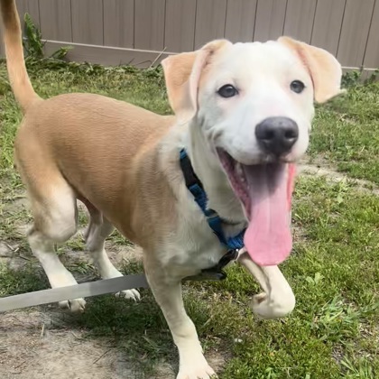 AXIS - Mixed Breed, Medium (up to 44 lbs fully grown) / Mix for adoption in Albany