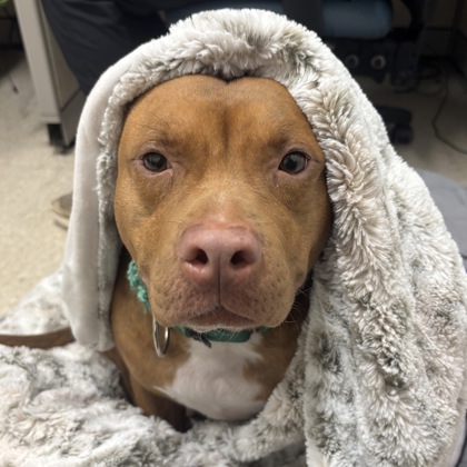GINGERBREAD MAN - Mixed Breed, Large (over 44 lbs fully grown) / Mix available for adoption