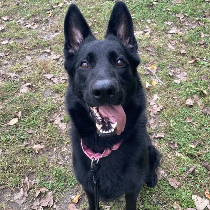 ACE - Mixed Breed, Large (over 44 lbs fully grown) / Mix available for adoption