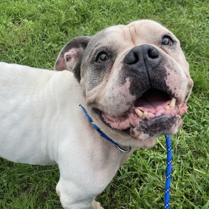 LUIGI - Mixed Breed, Large (over 44 lbs fully grown) / Mix for adoption in Albany