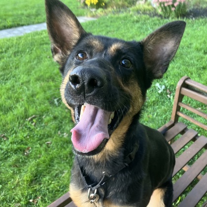 ASTRID - Mixed Breed, Large (over 44 lbs fully grown) / Mix available for adoption