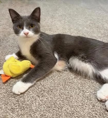 ANTIQUITY - Domestic Shorthair / Mix available for adoption