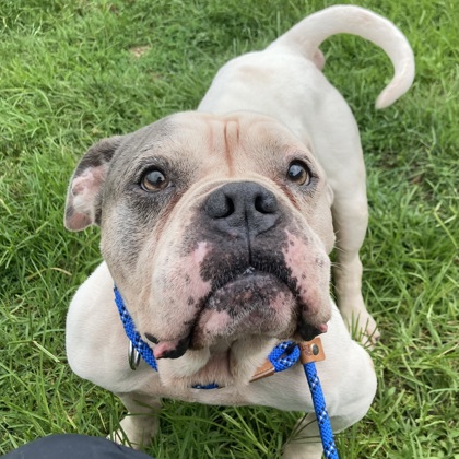 LUIGI - Mixed Breed, Large (over 44 lbs fully grown) / Mix available for adoption