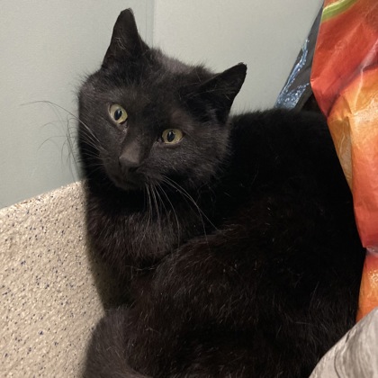 RICE - Domestic Shorthair / Mix for adoption in Albany