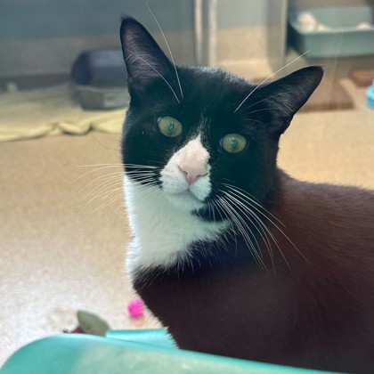 JAM - Domestic Shorthair / Mix available for adoption