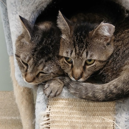 HAROLD - Domestic Shorthair / Mix available for adoption