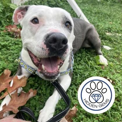 MILO - Mixed Breed, Large (over 44 lbs fully grown) / Mix available for adoption
