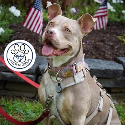 SLOANE - Mixed Breed, Large (over 44 lbs fully grown) / Mix available for adoption