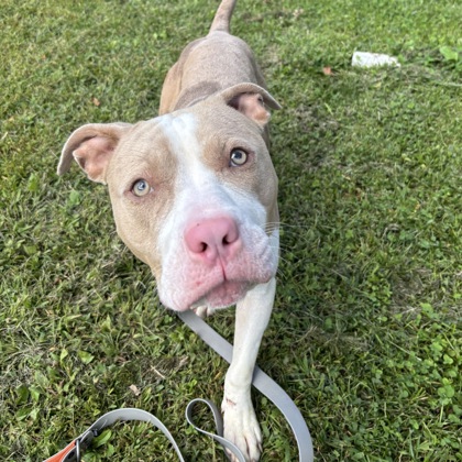 QUENTIN - Mixed Breed, Large (over 44 lbs fully grown) / Mix available for adoption
