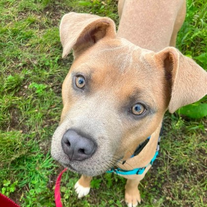 BECK - Mixed Breed, Medium (up to 44 lbs fully grown) / Mix for adoption in Albany