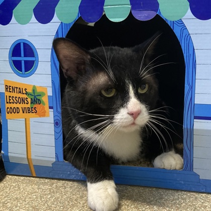 KERMIT - Domestic Shorthair / Mix available for adoption