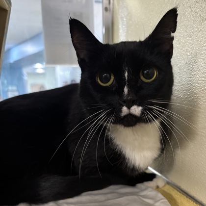 DIMITRI - Domestic Shorthair / Mix available for adoption