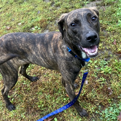 MITHRYN - Mixed Breed, Medium (up to 44 lbs fully grown) / Mix available for adoption