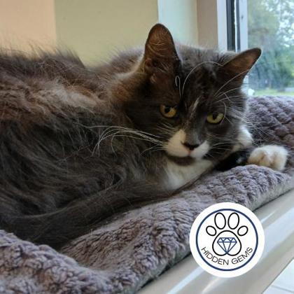 DELPHINE - Domestic Medium Hair / Mix for adoption in Albany