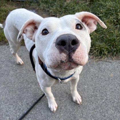 JARONA - Mixed Breed, Medium (up to 44 lbs fully grown) / Mix for adoption in Albany