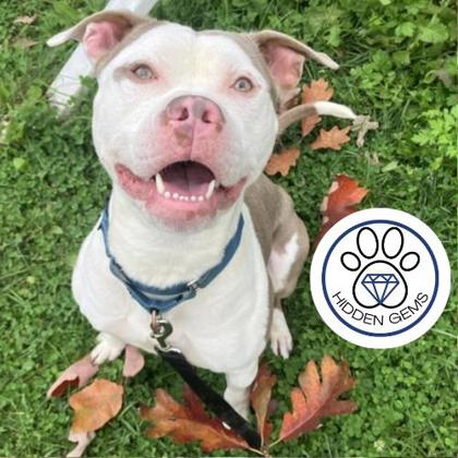 CHAMPY - Mixed Breed, Large (over 44 lbs fully grown) / Mix available for adoption