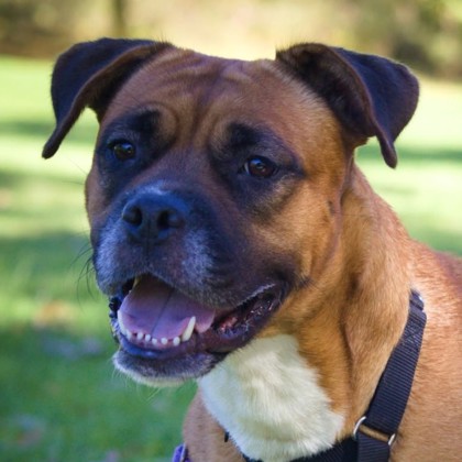 ROUX - Mixed Breed, Medium (up to 44 lbs fully grown) / Mix available for adoption