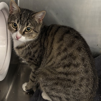 CHRISTY - Domestic Shorthair / Mix available for adoption