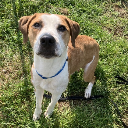 GINNY - Mixed Breed, Medium (up to 44 lbs fully grown) / Mix available for adoption
