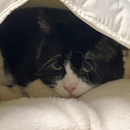 BLUEGILL - Domestic Shorthair / Mix for adoption in Albany