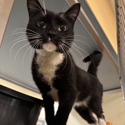 POMEGRANATE - Domestic Shorthair / Mix for adoption in Albany