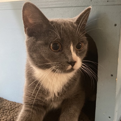 BAMBI - Domestic Shorthair / Mix available for adoption