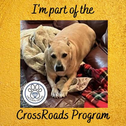BAYLEE - Mixed Breed, Medium (up to 44 lbs fully grown) / Mix available for adoption