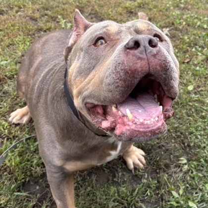 CLARICE - Mixed Breed, Large (over 44 lbs fully grown) / Mix available for adoption