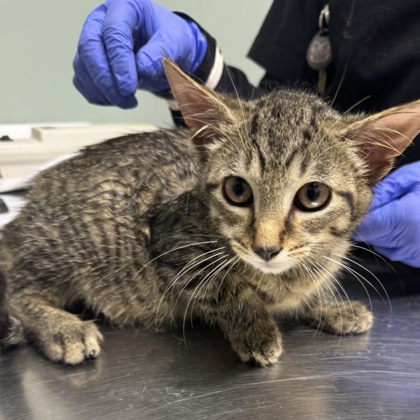 BRANSON - Domestic Shorthair / Mix available for adoption