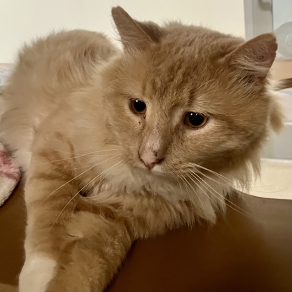 MARLIE - Domestic Medium Hair / Mix available for adoption