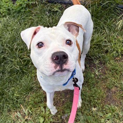 BERNARD - Mixed Breed, Large (over 44 lbs fully grown) / Mix for adoption in Albany