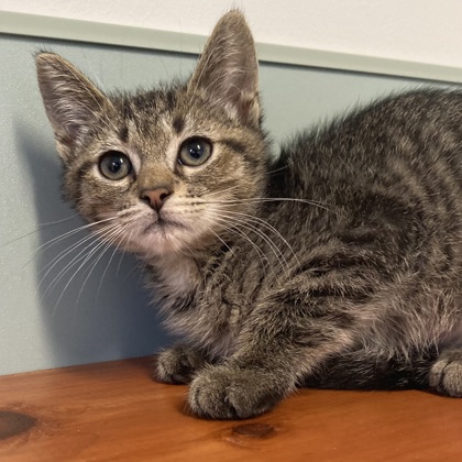 EVEREST - Domestic Shorthair / Mix available for adoption