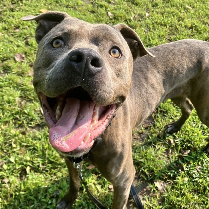 CAYMAN - Mixed Breed, Large (over 44 lbs fully grown) / Mix available for adoption