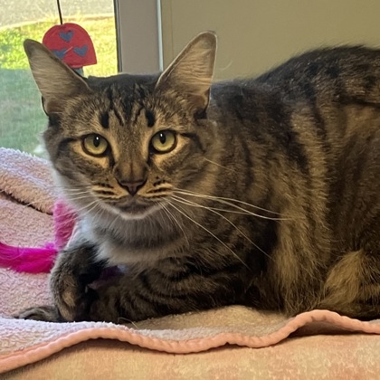 CAMILLA - Domestic Shorthair / Mix available for adoption